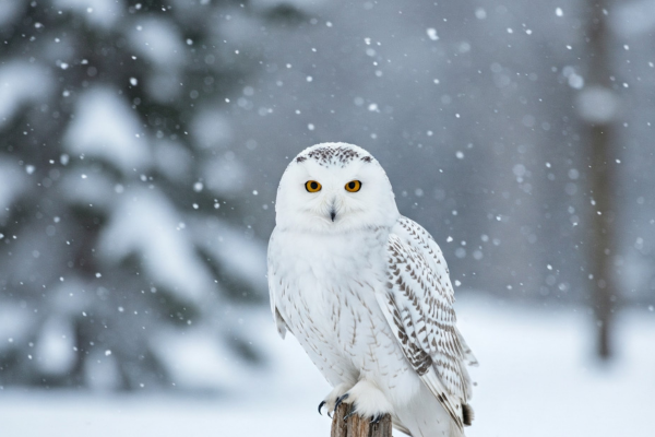 Boltwood Events Images (13)