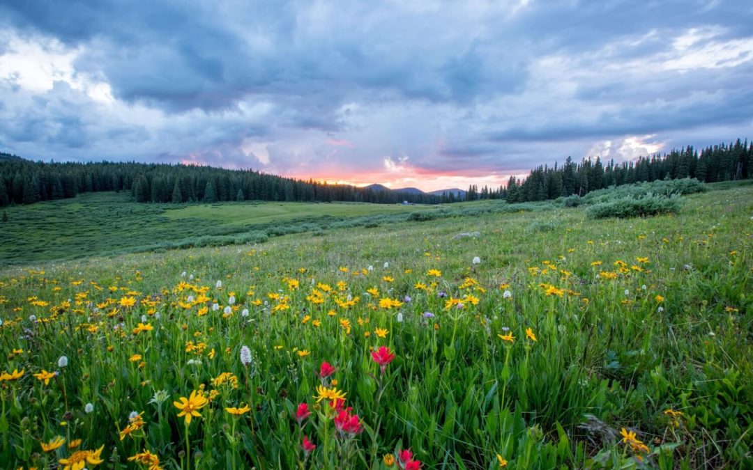 Image of flower field at sunset